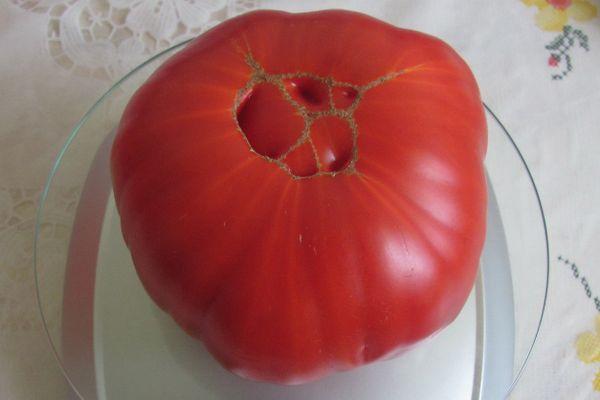 มะเขือเทศบนตาชั่ง