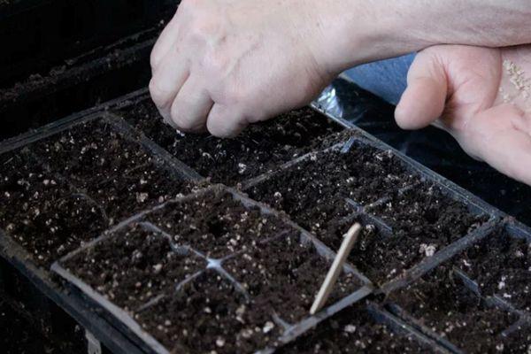 การปลูกเมล็ดพันธุ์