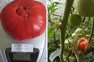 คำอธิบายเกี่ยวกับมะเขือเทศ Angela Giant การปลูกและการปลูกพันธุ์กลางฤดู