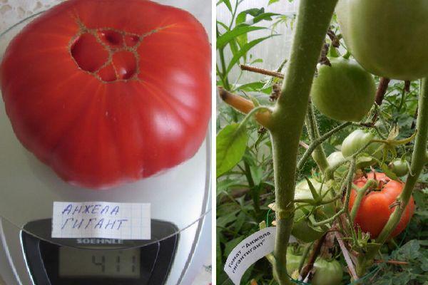 มะเขือเทศลูกใหญ่