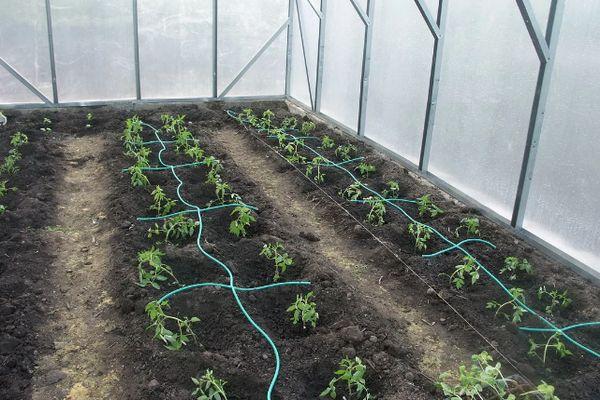 มะเขือเทศในเรือนกระจก