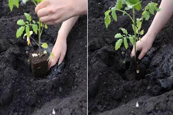 การปลูกต้นกล้า