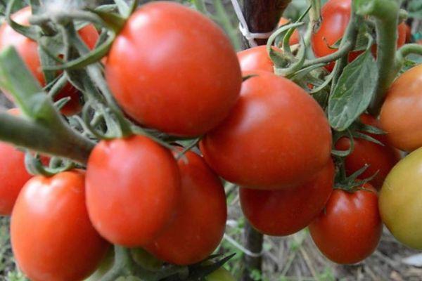 มะเขือเทศสุก