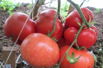 มะเขือเทศของยาย