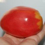 มะเขือเทศในมือ