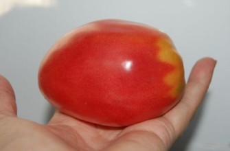 มะเขือเทศในมือ