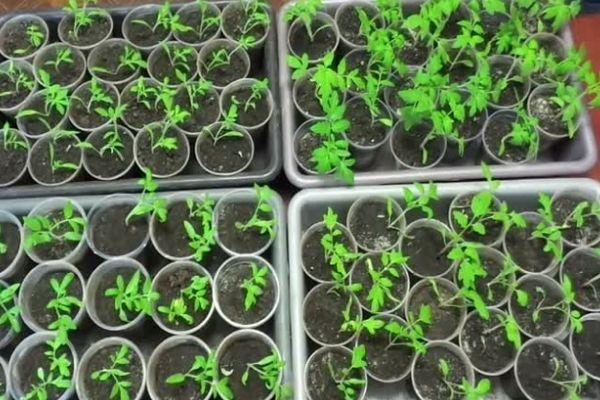 ต้นกล้ามะเขือเทศ