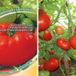 ลักษณะของมะเขือเทศ