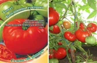 ลักษณะของมะเขือเทศ