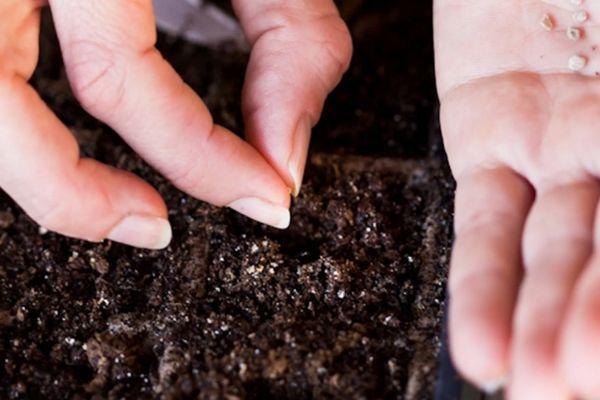 การปลูกเมล็ดพันธุ์