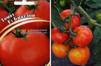 เมล็ดมะเขือเทศ