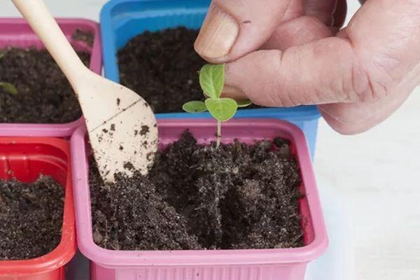 ต้นกล้ามะเขือเทศ