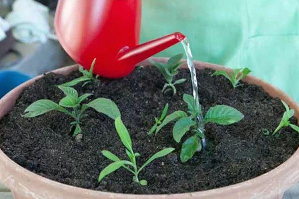 การรดน้ำต้นไม้