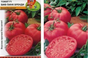 มะเขือเทศลูกผสม