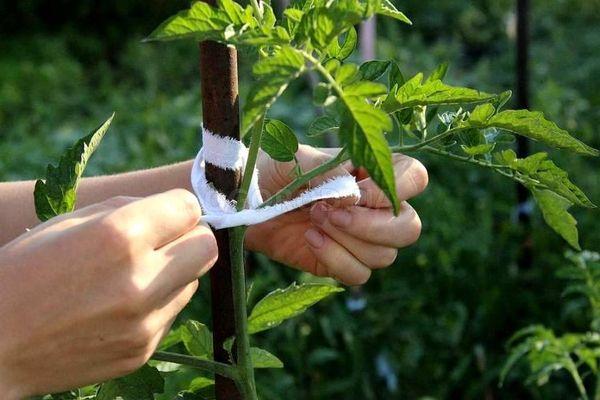 มะเขือเทศการ์เตอร์