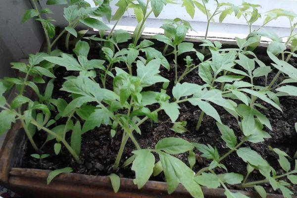 ถั่วงอกมะเขือเทศ