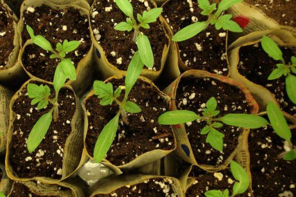 การเก็บมะเขือเทศ