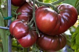 ต้นมะเขือเทศ