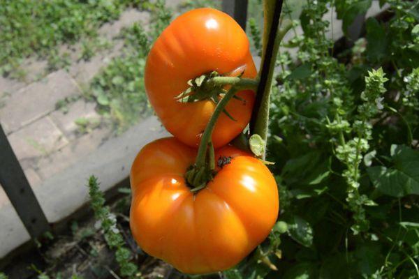 buisson de tomates