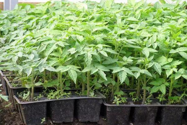 ต้นกล้ามะเขือเทศ