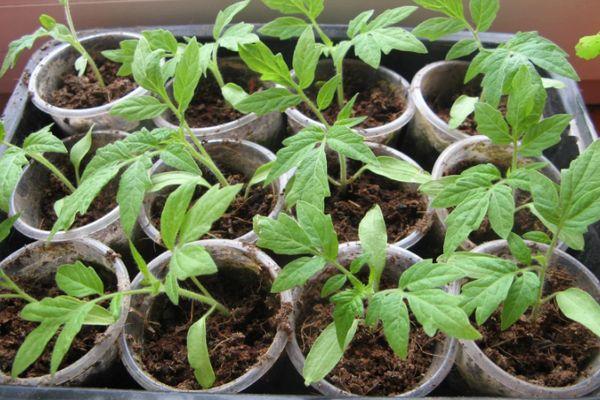 แก้วที่มีต้นกล้า