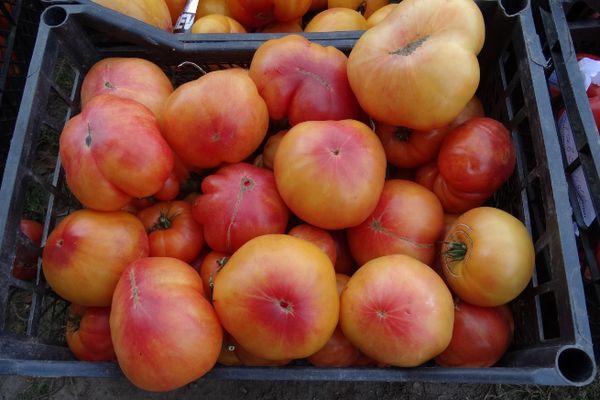 กล่องมะเขือเทศ