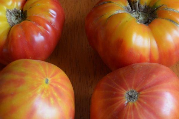 มะเขือเทศขนาดใหญ่