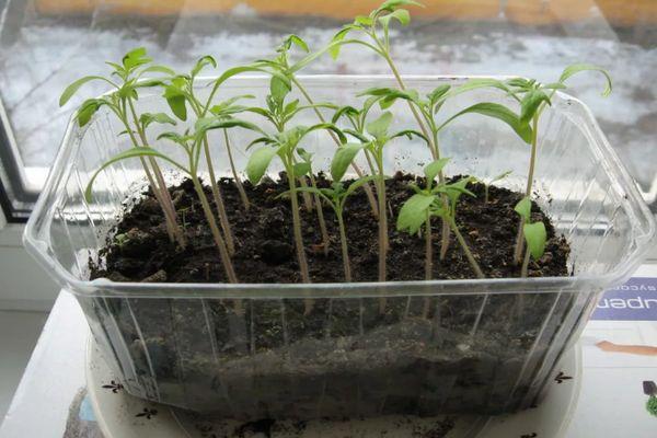 Une boîte avec des semis