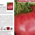 ลักษณะของมะเขือเทศ