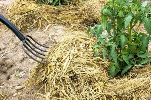 การคลุมดิน