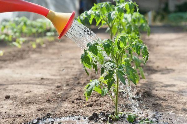 การรดน้ำมะเขือเทศ