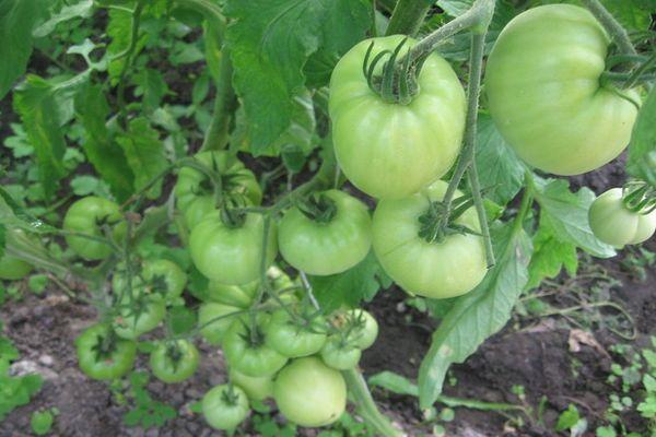 มะเขือเทศสีเขียว