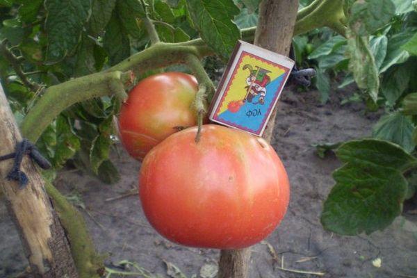 มะเขือเทศสองลูก