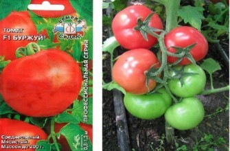 ลักษณะของมะเขือเทศ