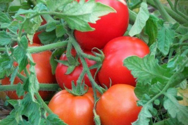 Buissons de tomates