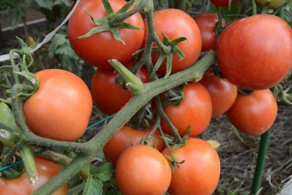 Une branche avec des tomates