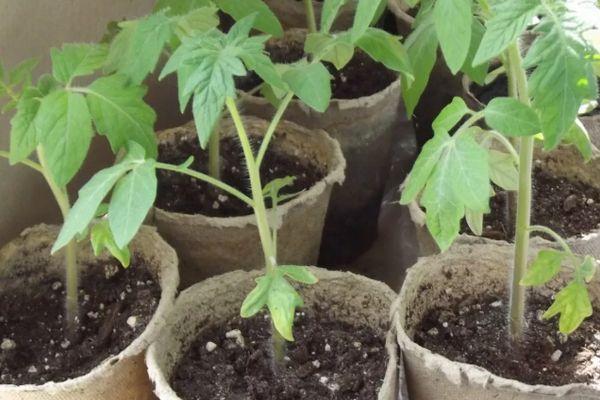 plants de tomates