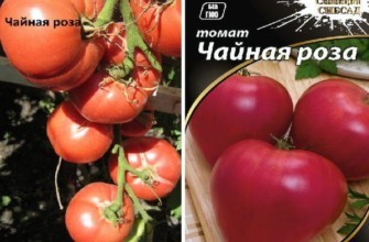 เมล็ดมะเขือเทศ