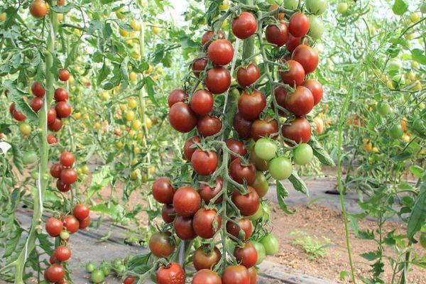 Une brosse de tomates