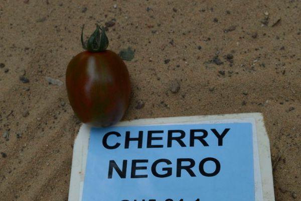 มะเขือเทศเชอร์รี่