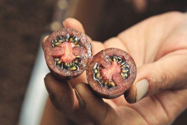 เนื้อมะเขือเทศ