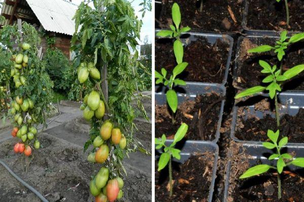 Cultiver des tomates