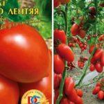 มะเขือเทศที่มุ่งมั่น