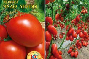 คำอธิบายเกี่ยวกับมะเขือเทศ Lazy Miracle และต้นกล้าที่กำลังเติบโต