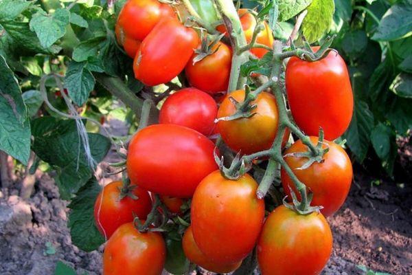 Buissons de tomates