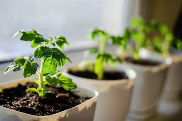 กระถางพร้อมต้นกล้า