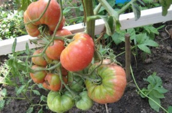 การปลูกมะเขือเทศ