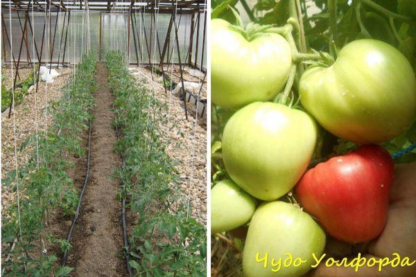 Cultiver des tomates
