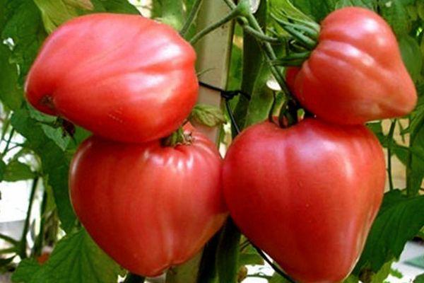 buisson de tomates