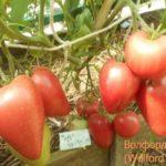 มะเขือเทศกลางฤดู